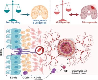 WNT signaling at the intersection between neurogenesis and brain tumorigenesis